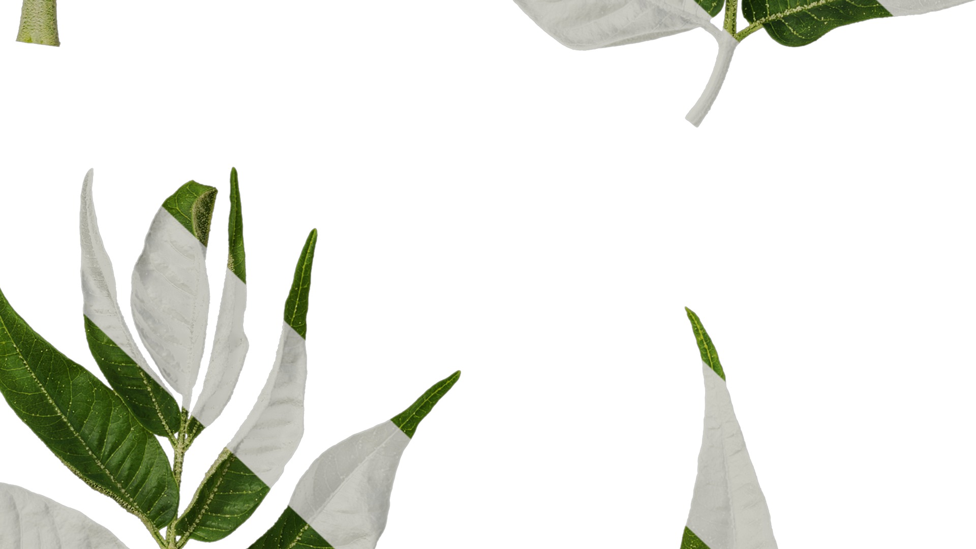 Anydrafts Melia azedarach Atlas 11 Texture_7