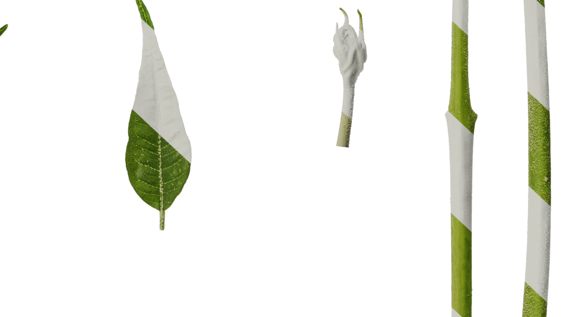 Anydrafts Melia azedarach Atlas 11 Texture_6