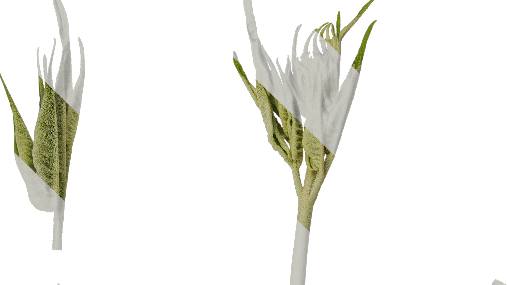 Anydrafts Melia azedarach Atlas 11 Texture_1