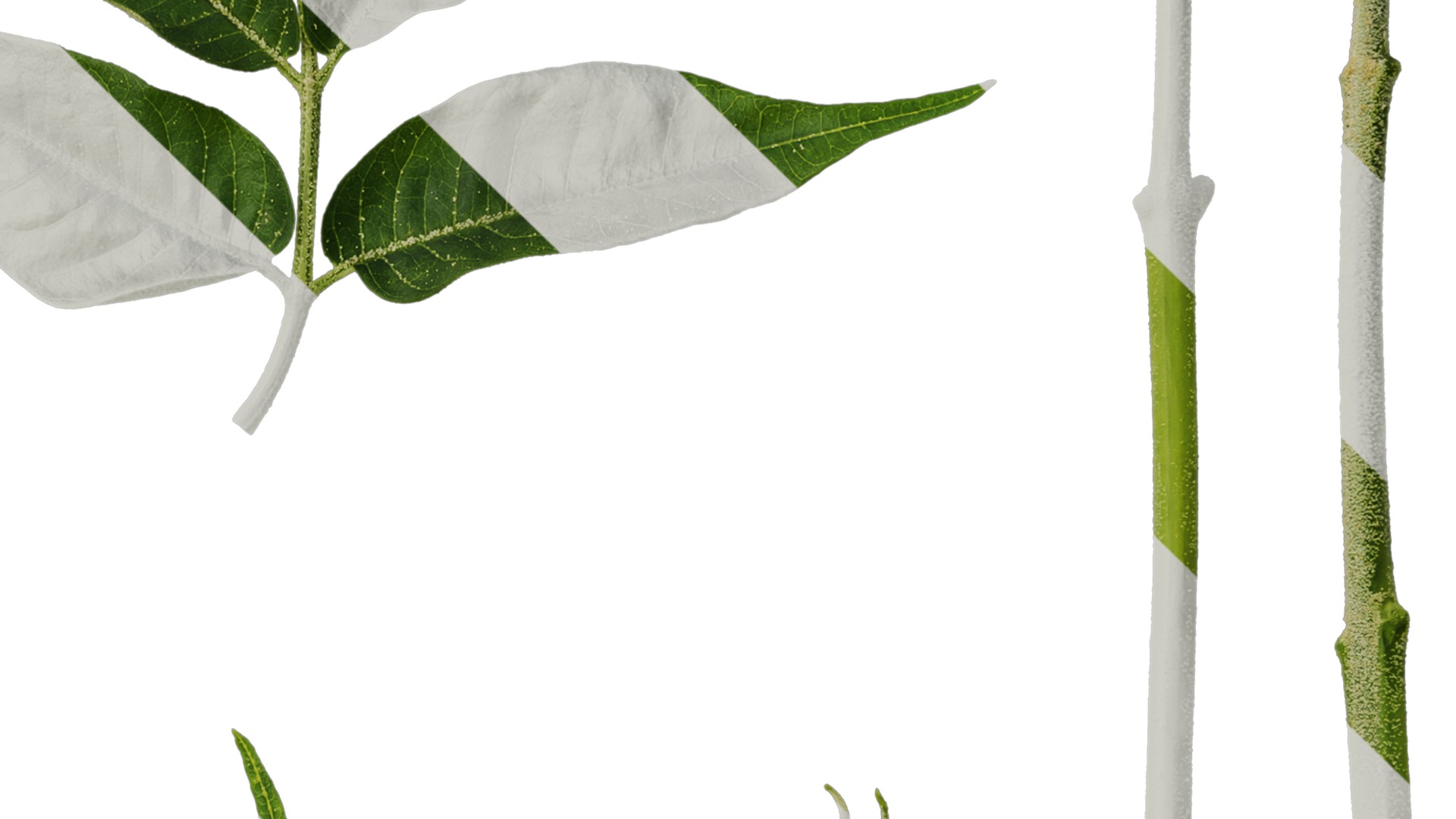 Anydrafts Melia azedarach Atlas 11 Texture_4