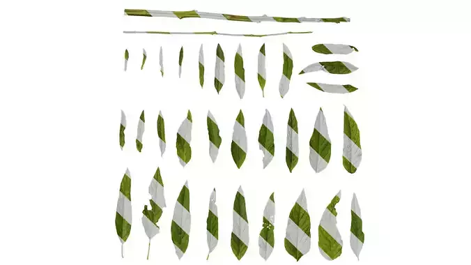 Anydrafts Sesamum indicum Leaf 05