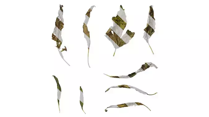 Anydrafts Sesamum indicum Leaf 06