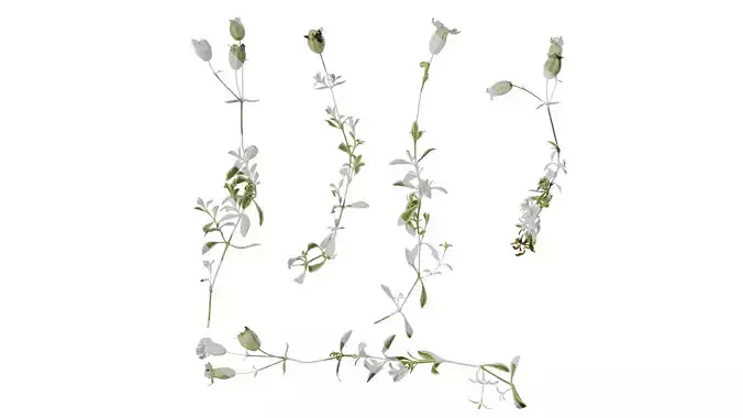 Anydrafts Silene uniflora druetts variegated Atlas 01