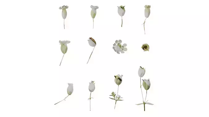 Anydrafts Silene uniflora druetts variegated Flower 01