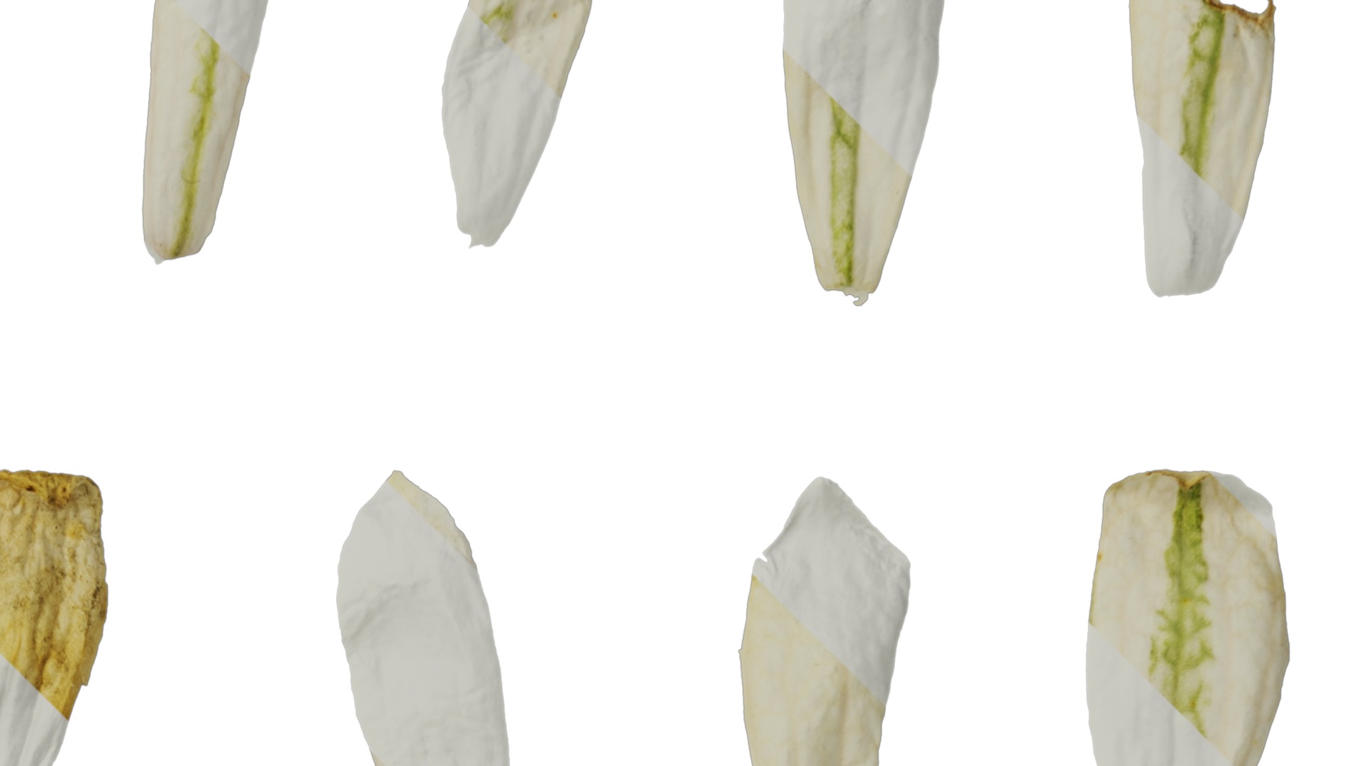 Anydrafts Silene uniflora druetts variegated Flower 02 Texture_2