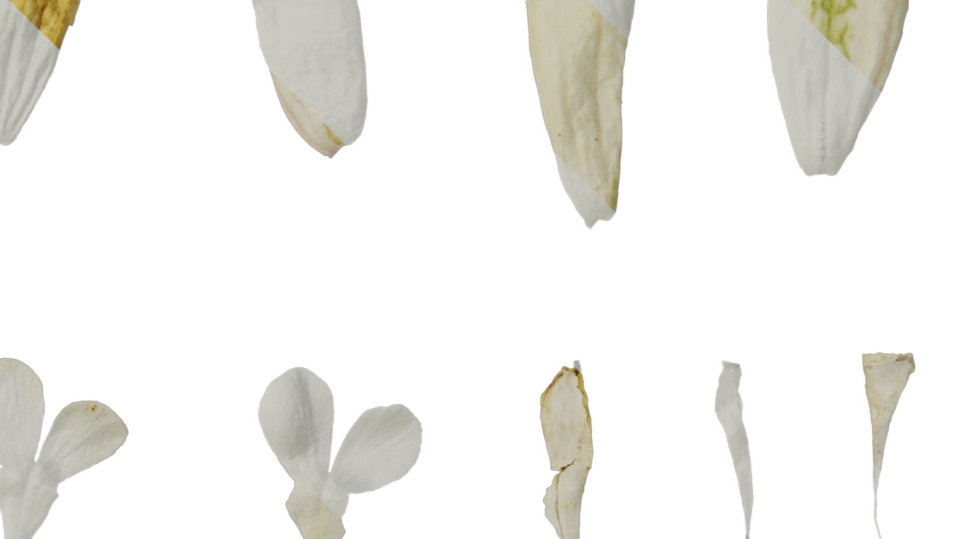 Anydrafts Silene uniflora druetts variegated Flower 02 Texture_4