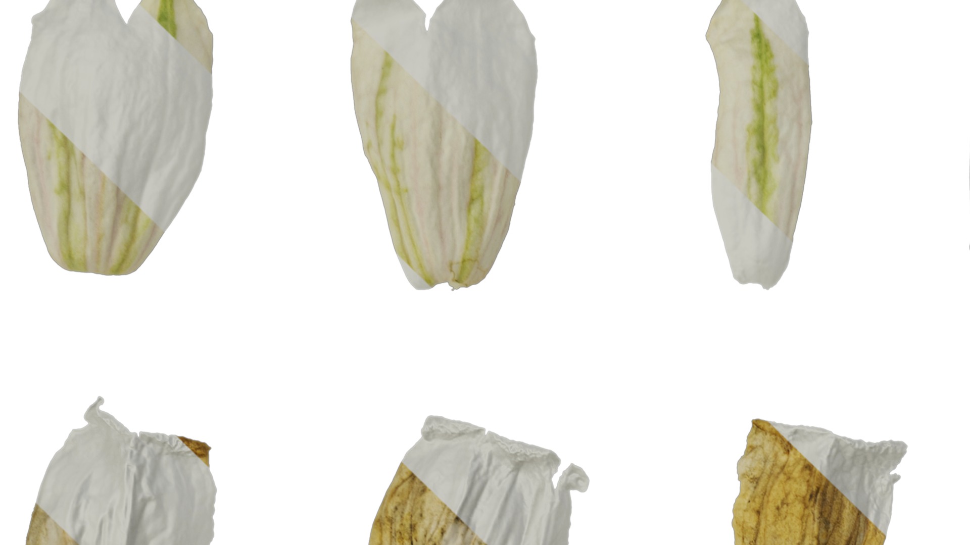 Anydrafts Silene uniflora druetts variegated Flower 02 Texture_1