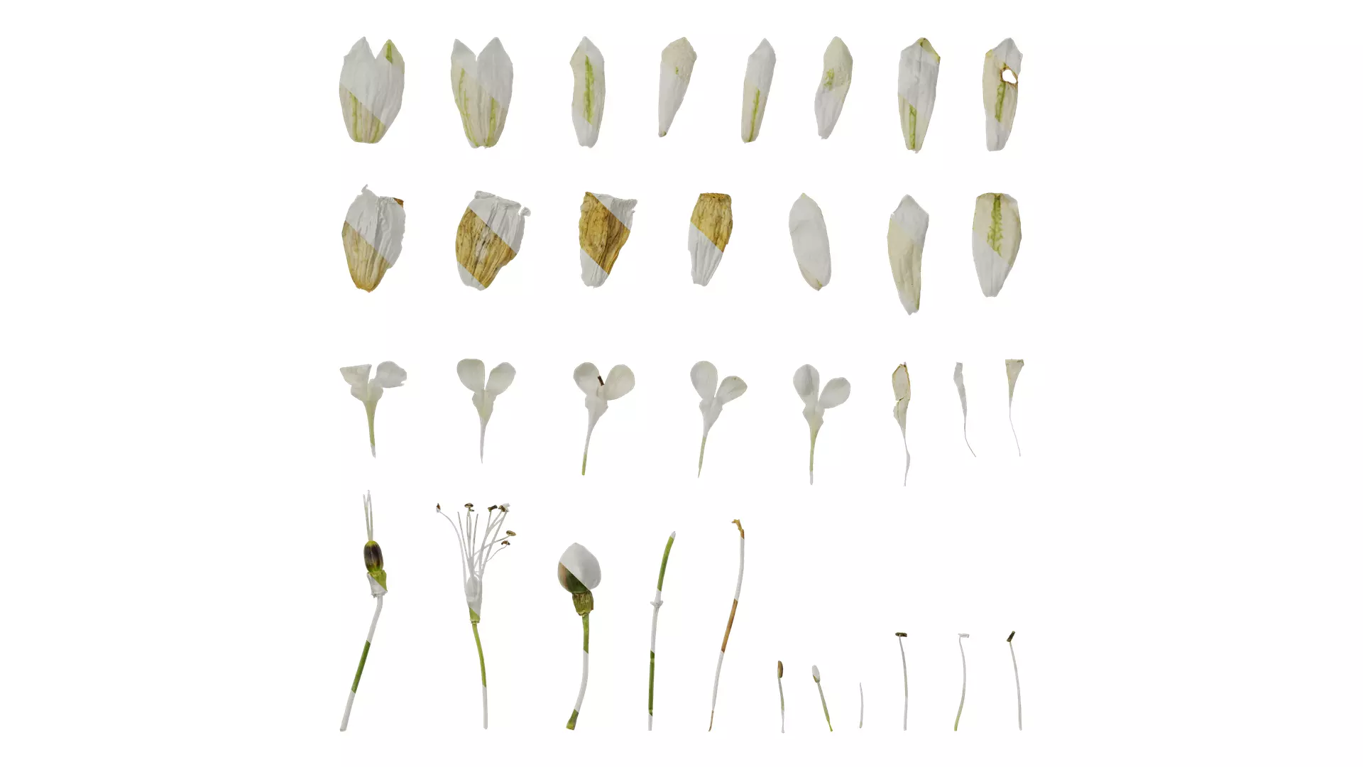 Anydrafts Silene uniflora druetts variegated Flower 02 Texture_0