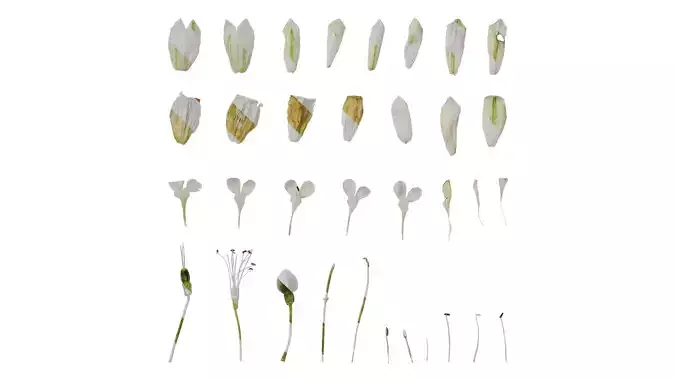 Anydrafts Silene uniflora druetts variegated Flower 02