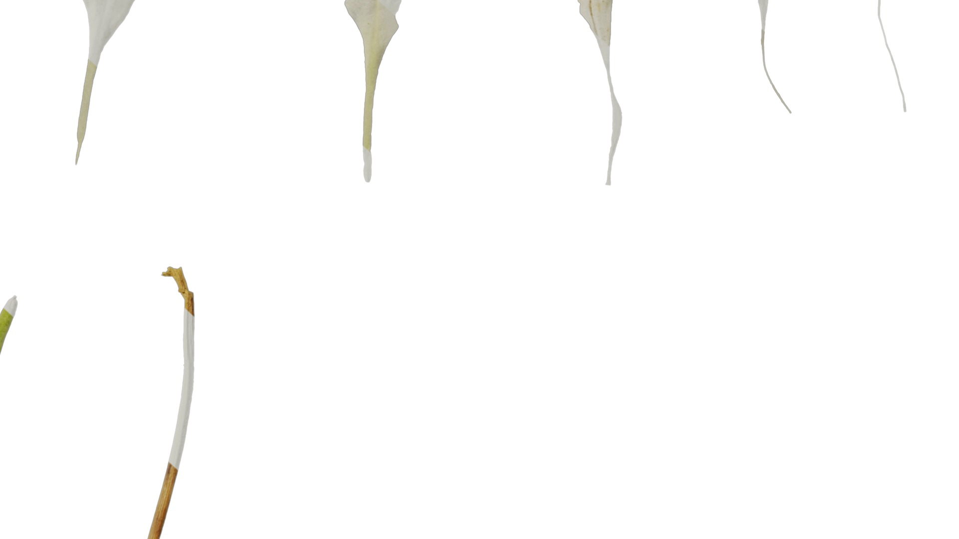 Anydrafts Silene uniflora druetts variegated Flower 02 Texture_6