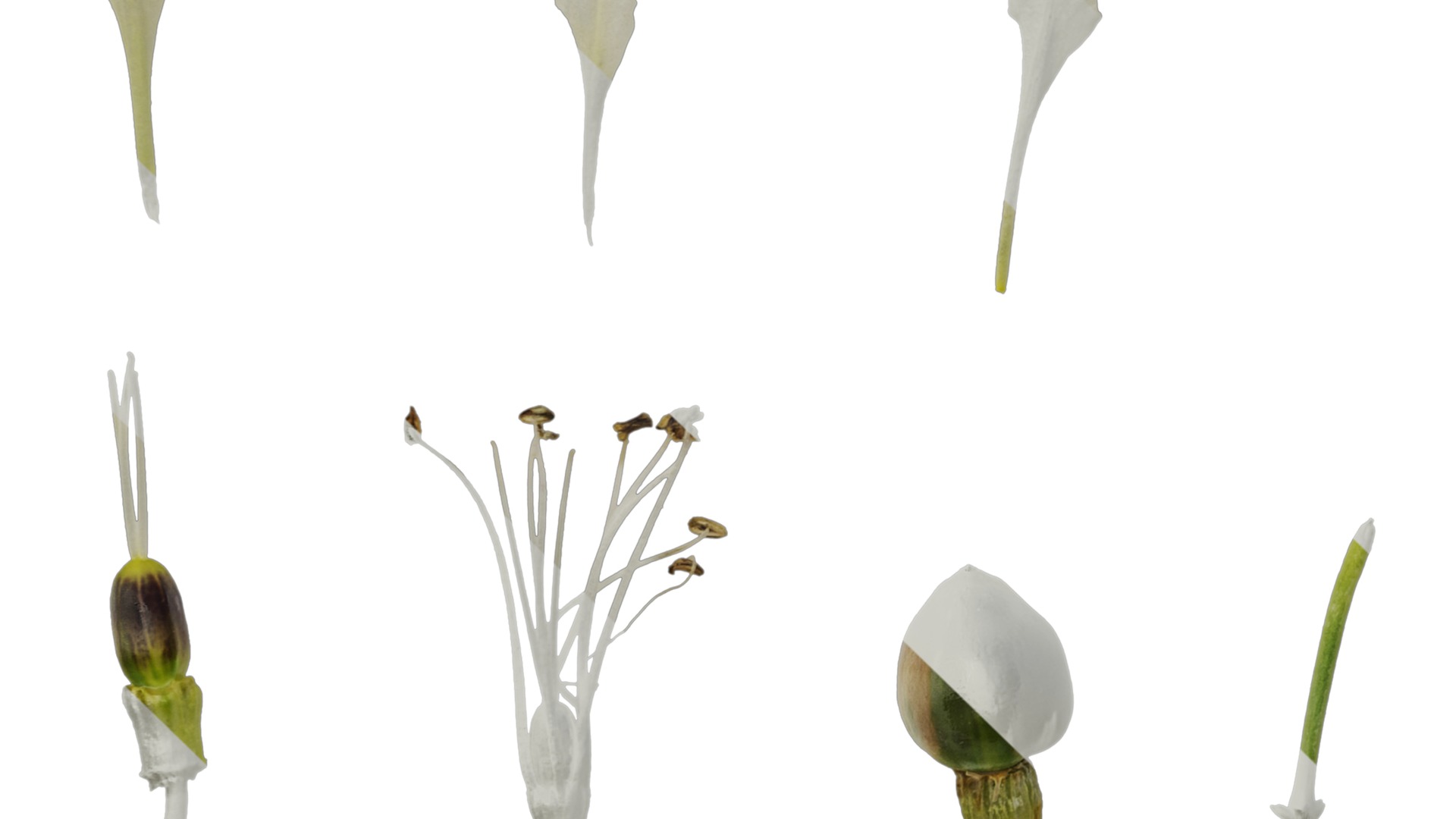 Anydrafts Silene uniflora druetts variegated Flower 02 Texture_5