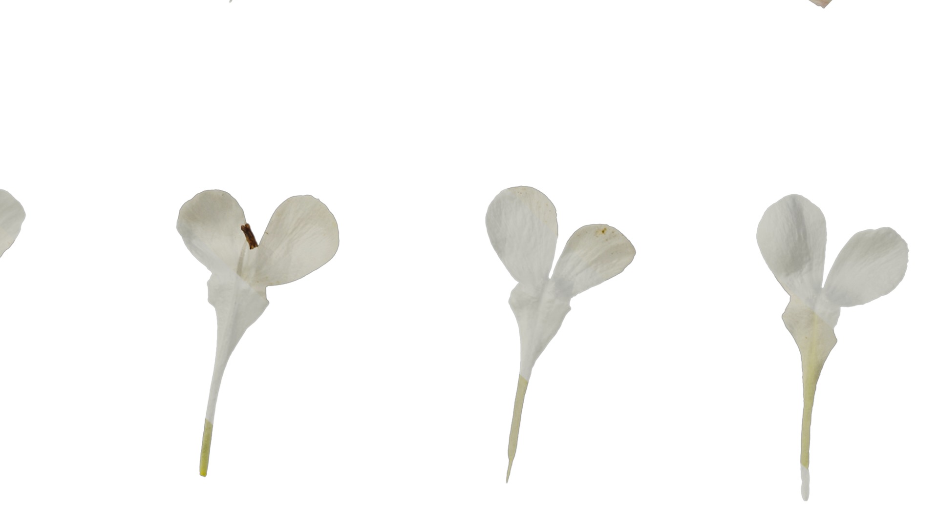 Anydrafts Silene uniflora druetts variegated Flower 02 Texture_7