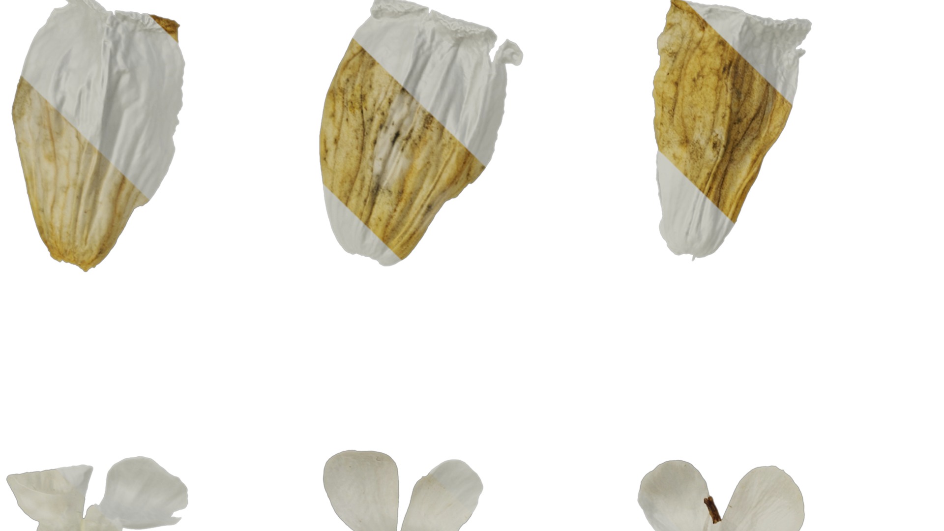 Anydrafts Silene uniflora druetts variegated Flower 02 Texture_3