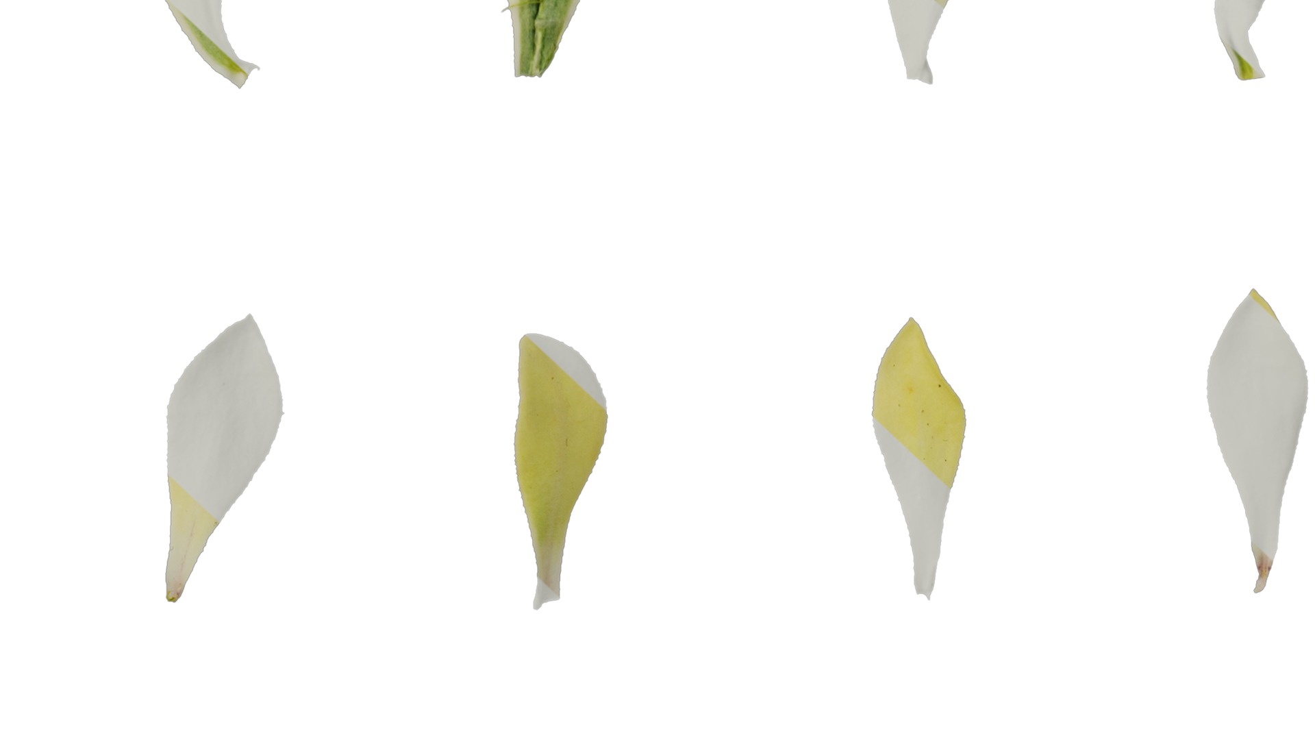 Anydrafts Silene uniflora druetts variegated Leaf 01 Texture_7