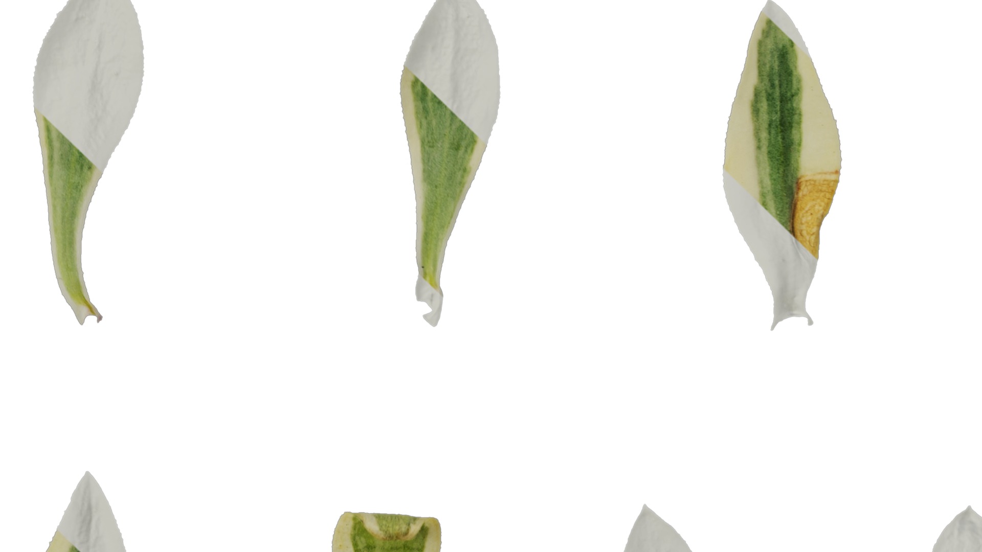 Anydrafts Silene uniflora druetts variegated Leaf 01 Texture_1