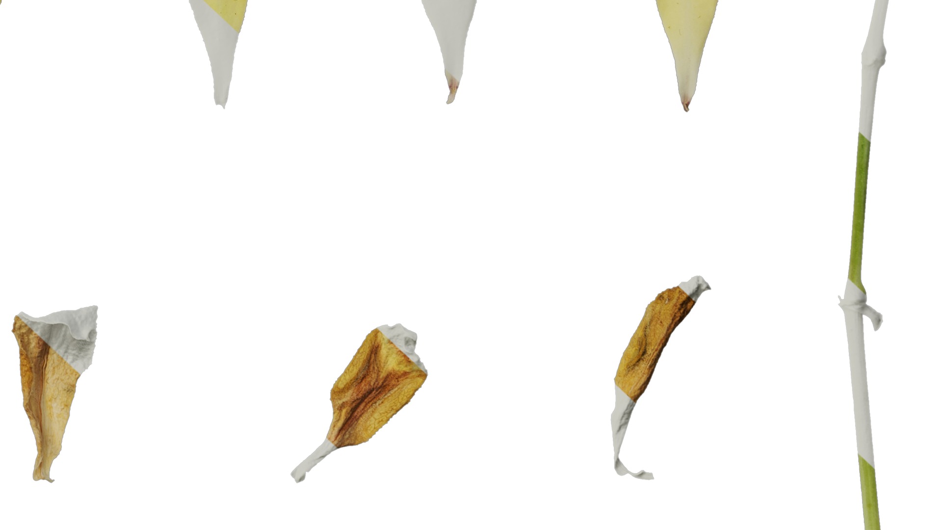 Anydrafts Silene uniflora druetts variegated Leaf 01 Texture_6