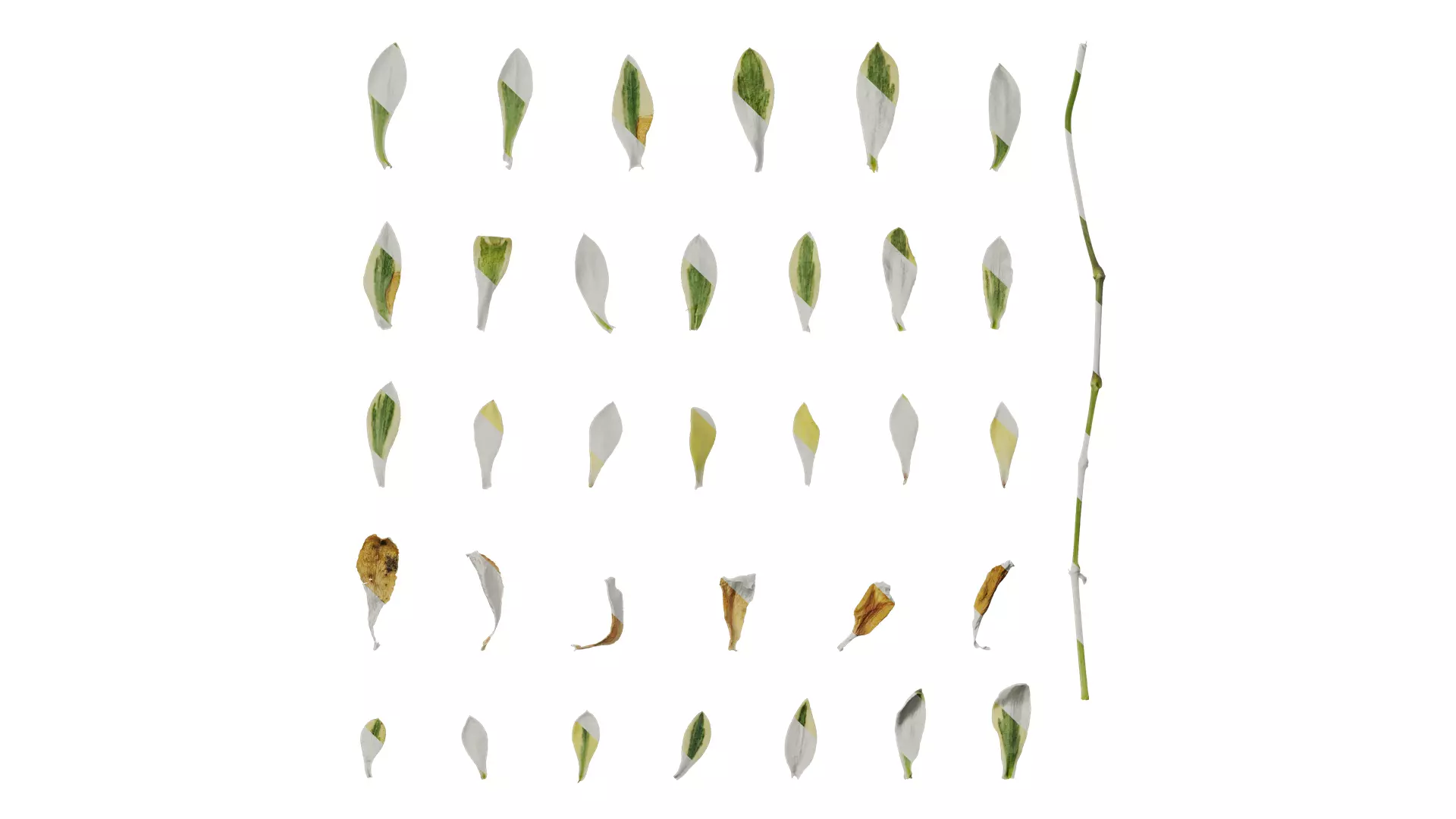 Anydrafts Silene uniflora druetts variegated Leaf 01 Texture_0
