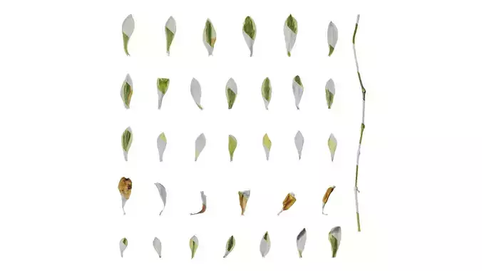 Anydrafts Silene uniflora druetts variegated Leaf 01