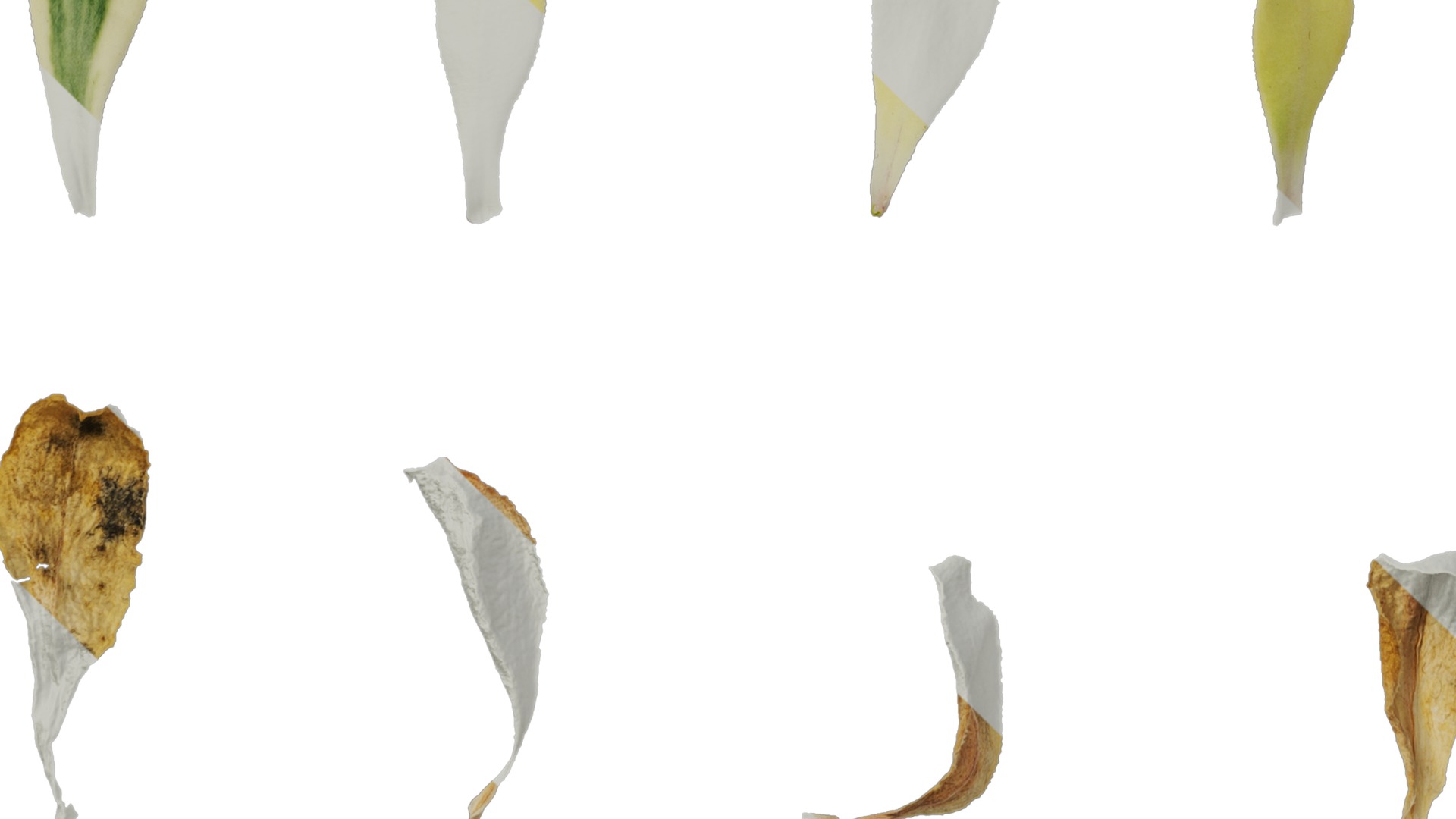 Anydrafts Silene uniflora druetts variegated Leaf 01 Texture_5