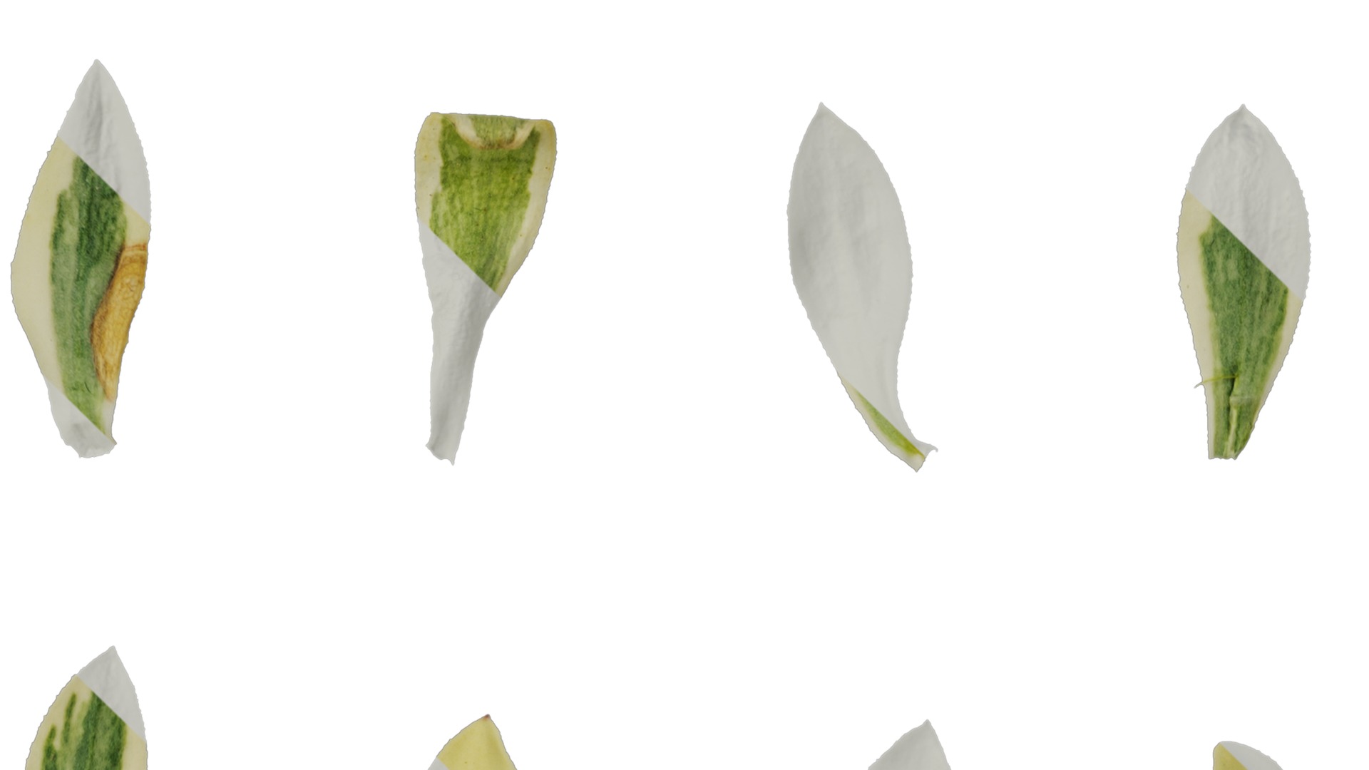 Anydrafts Silene uniflora druetts variegated Leaf 01 Texture_3