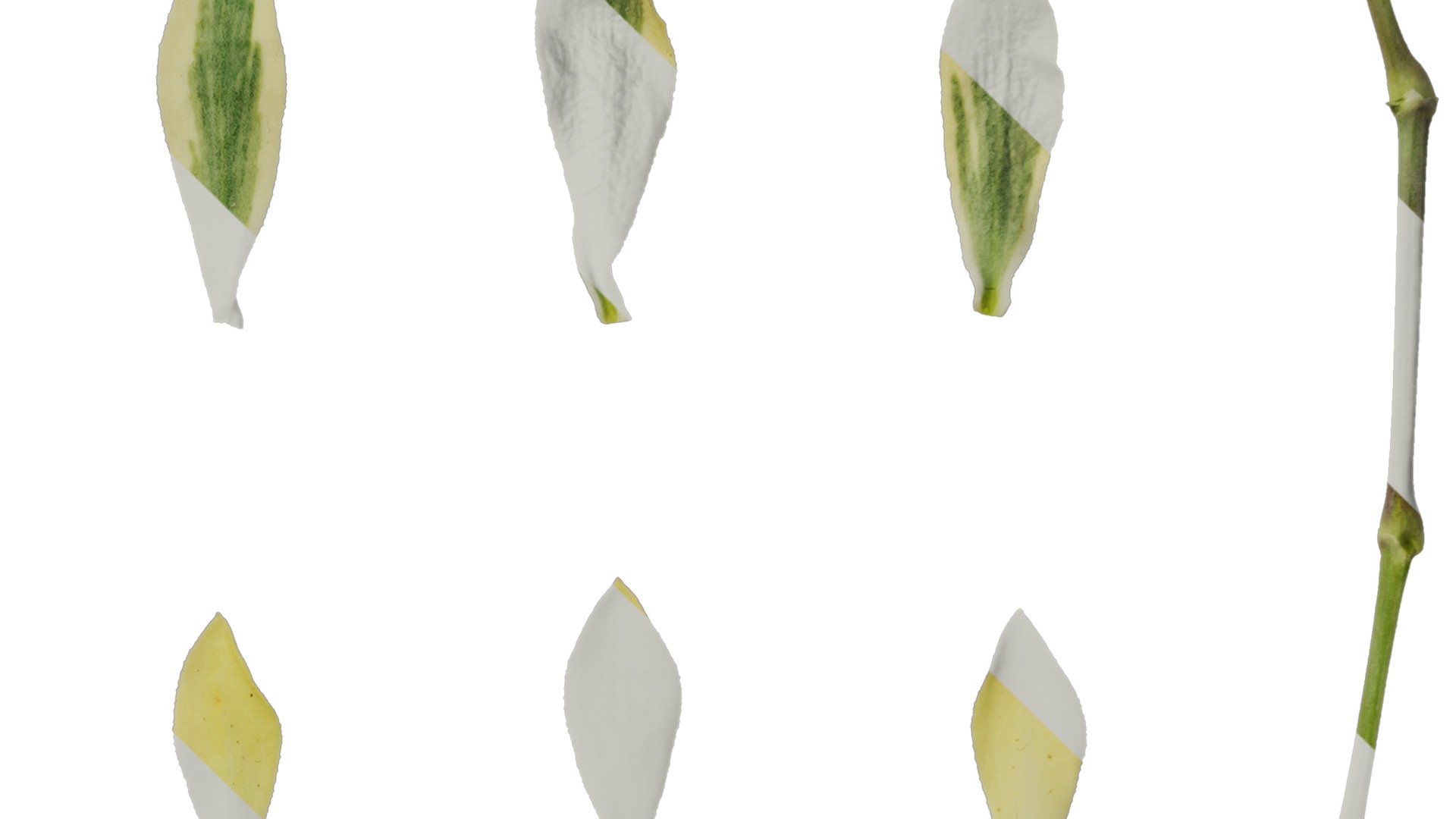 Anydrafts Silene uniflora druetts variegated Leaf 01 Texture_4