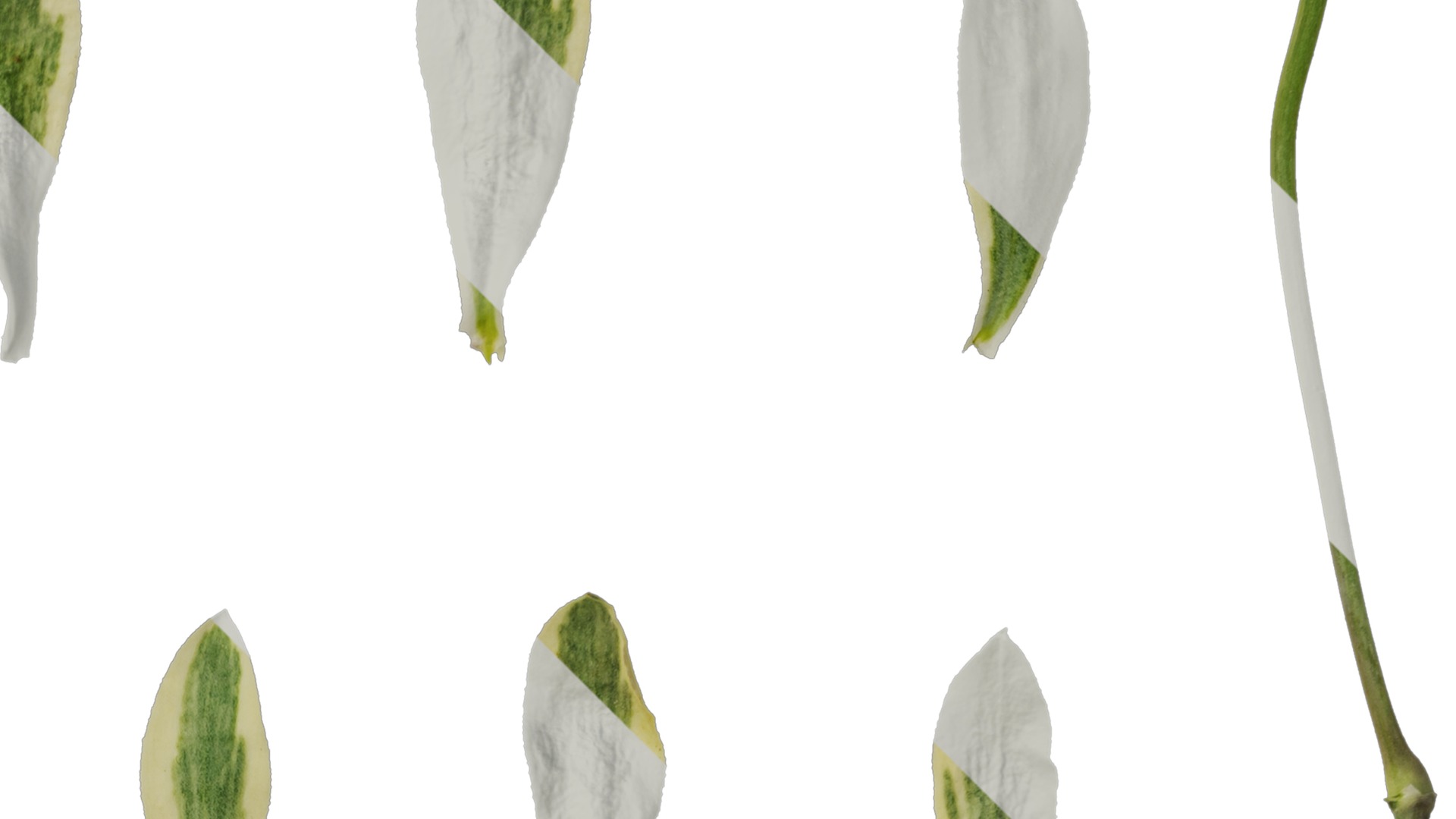 Anydrafts Silene uniflora druetts variegated Leaf 01 Texture_2