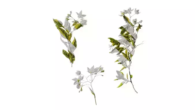 Anydrafts Solanum jasminoides variegata Atlas 01