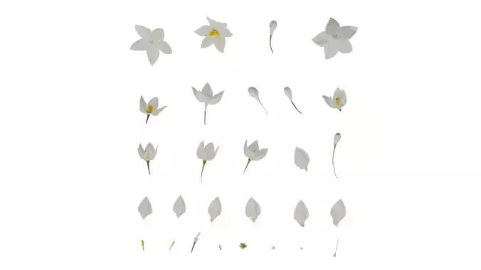 Anydrafts Solanum jasminoides variegata Flower 01