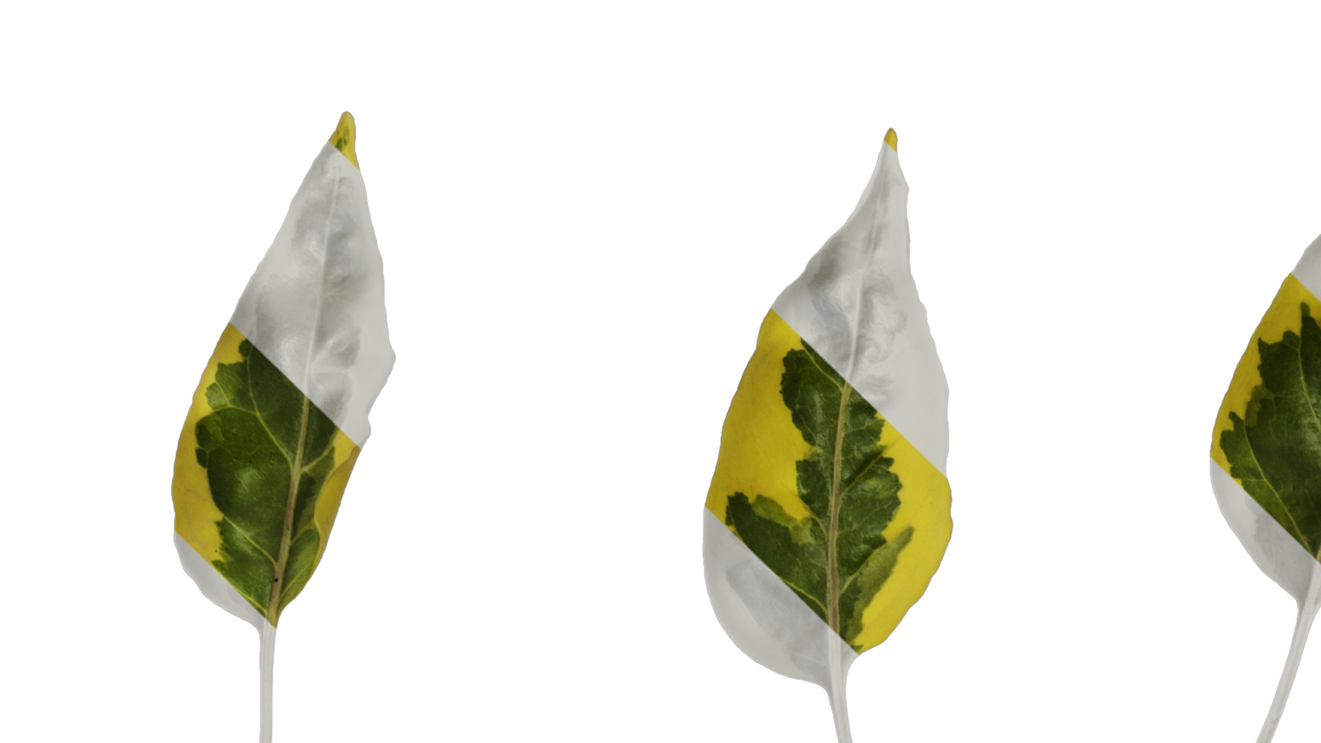 Anydrafts Solanum jasminoides variegata Leaf 01 Texture_1