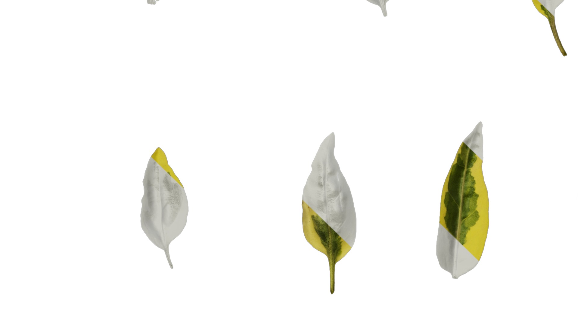 Anydrafts Solanum jasminoides variegata Leaf 01 Texture_5