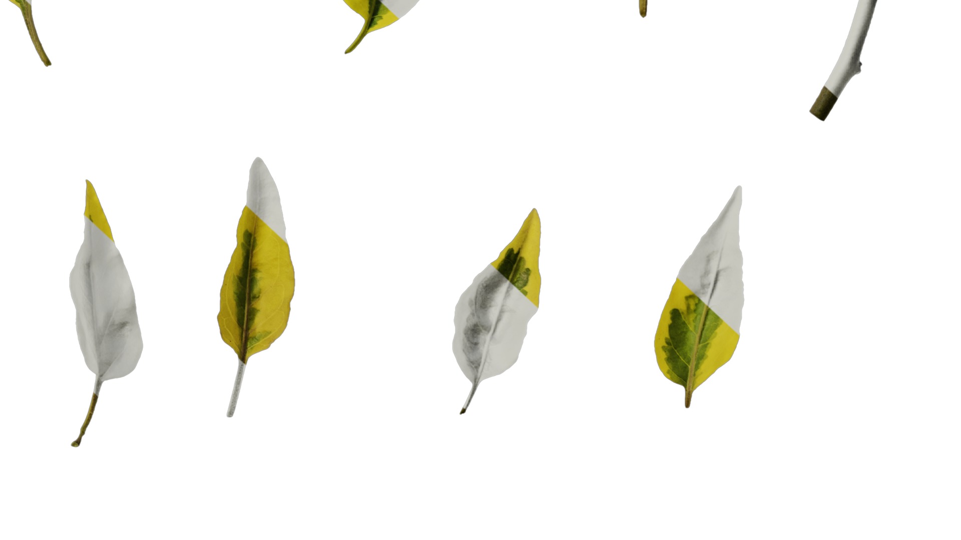 Anydrafts Solanum jasminoides variegata Leaf 01 Texture_6