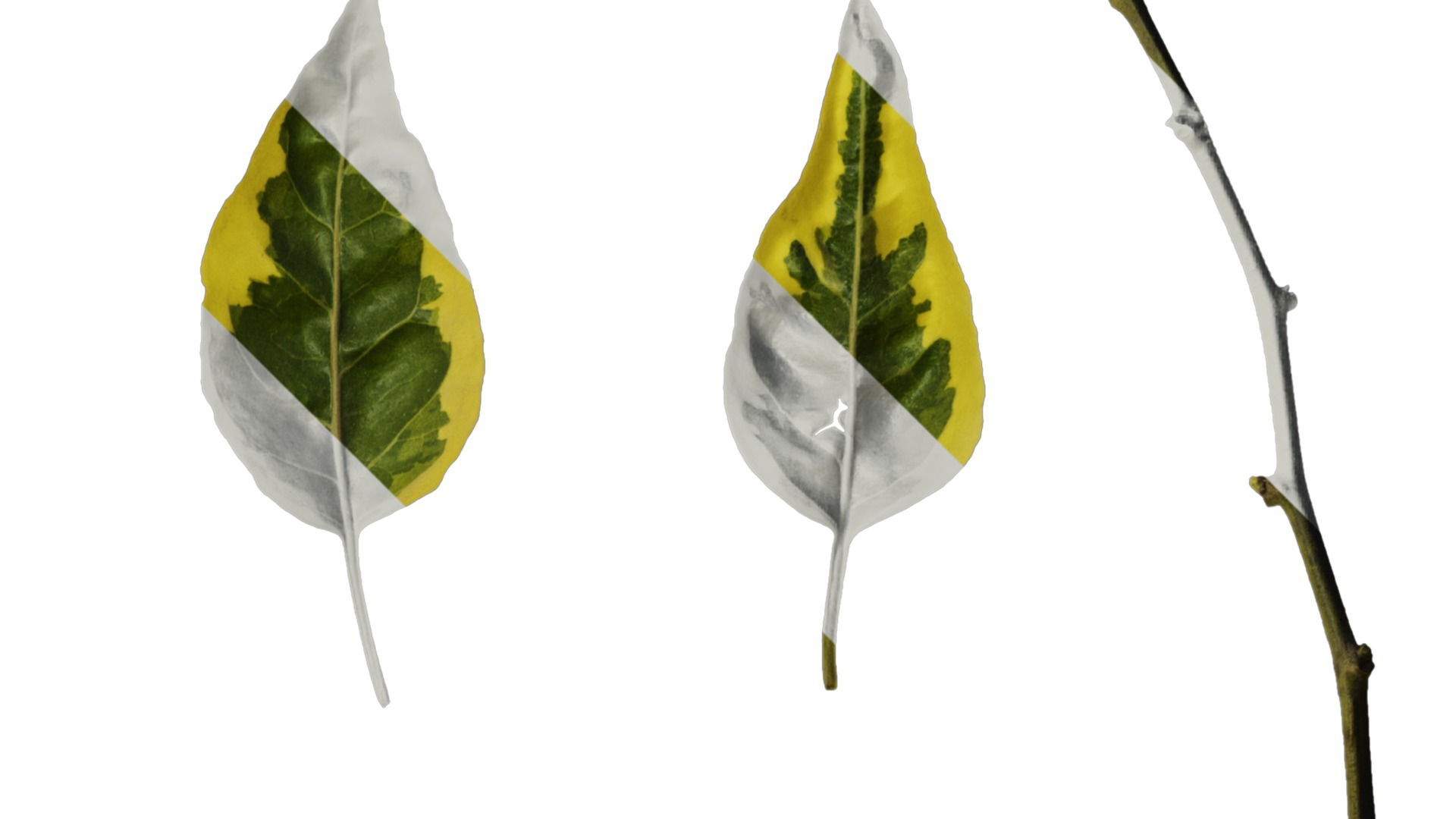 Anydrafts Solanum jasminoides variegata Leaf 01 Texture_2