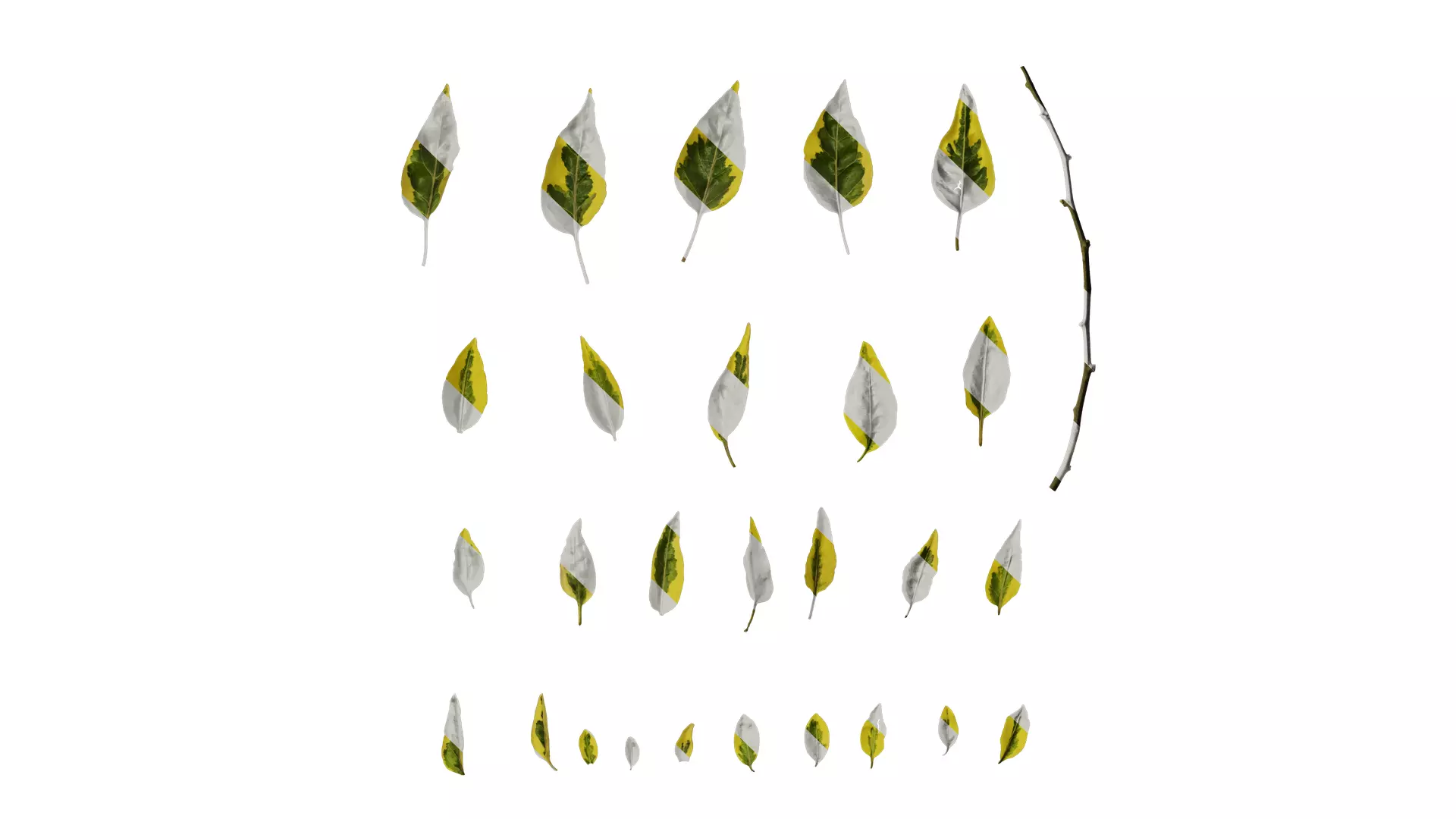 Anydrafts Solanum jasminoides variegata Leaf 01 Texture_0