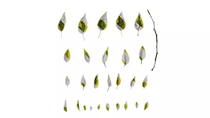 Anydrafts Solanum jasminoides variegata Leaf 01