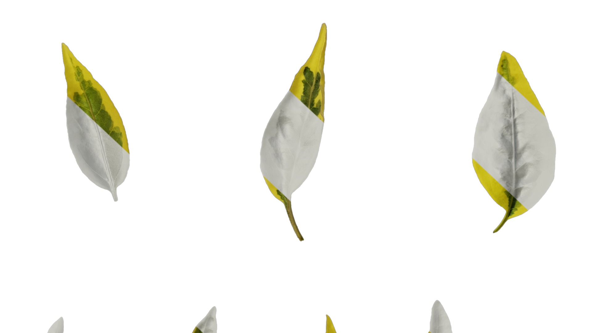 Anydrafts Solanum jasminoides variegata Leaf 01 Texture_7