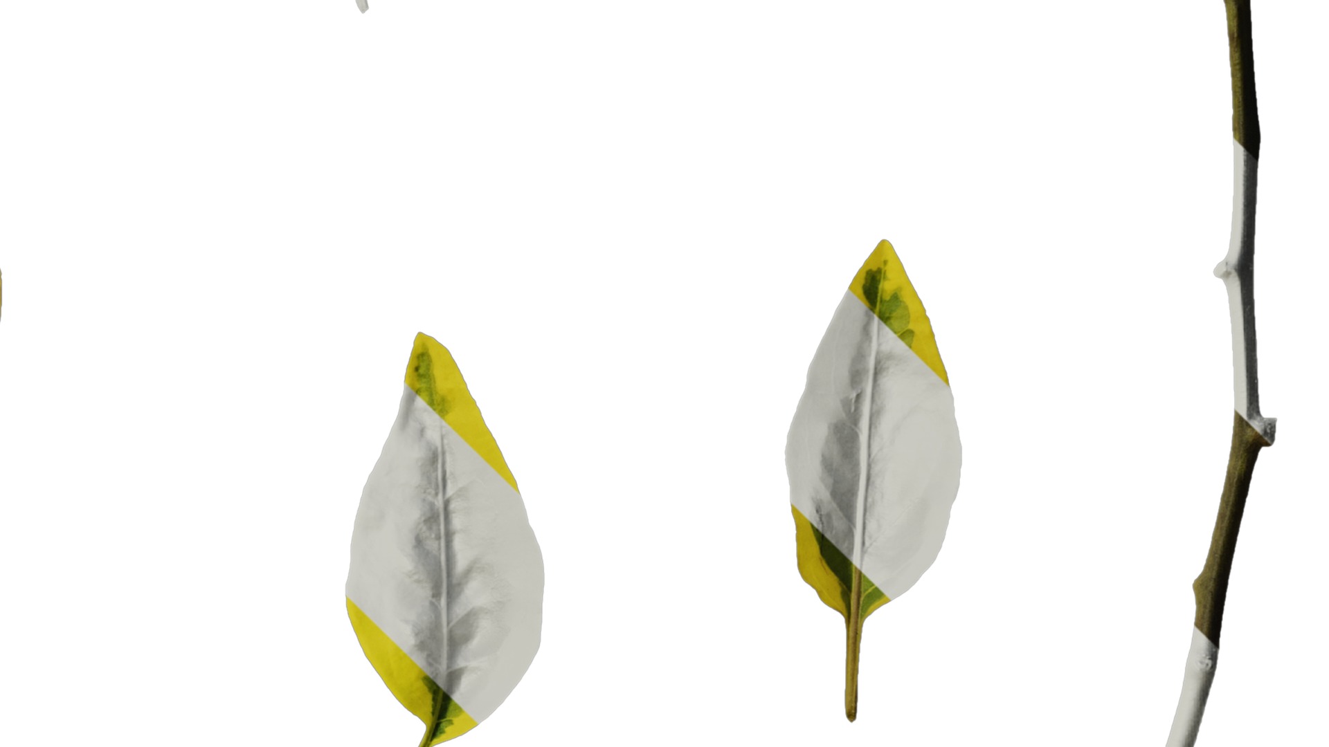 Anydrafts Solanum jasminoides variegata Leaf 01 Texture_4