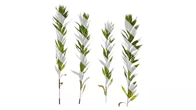 Anydrafts Solidago decurrens Atlas 01