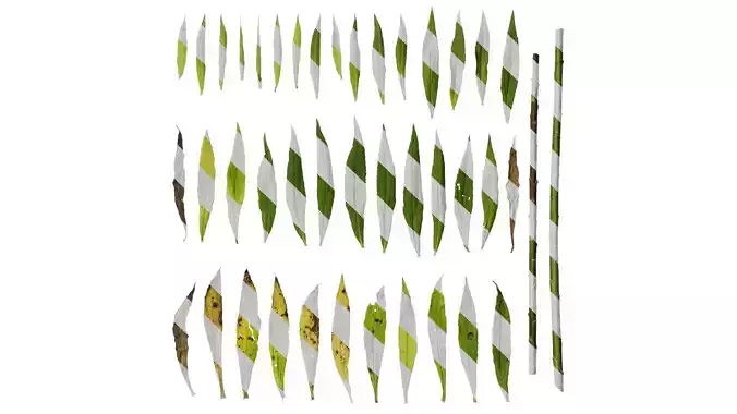 Anydrafts Solidago decurrens Leaf 01