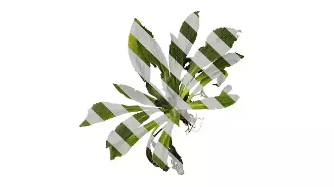 Anydrafts Symphytum officinale Atlas 01