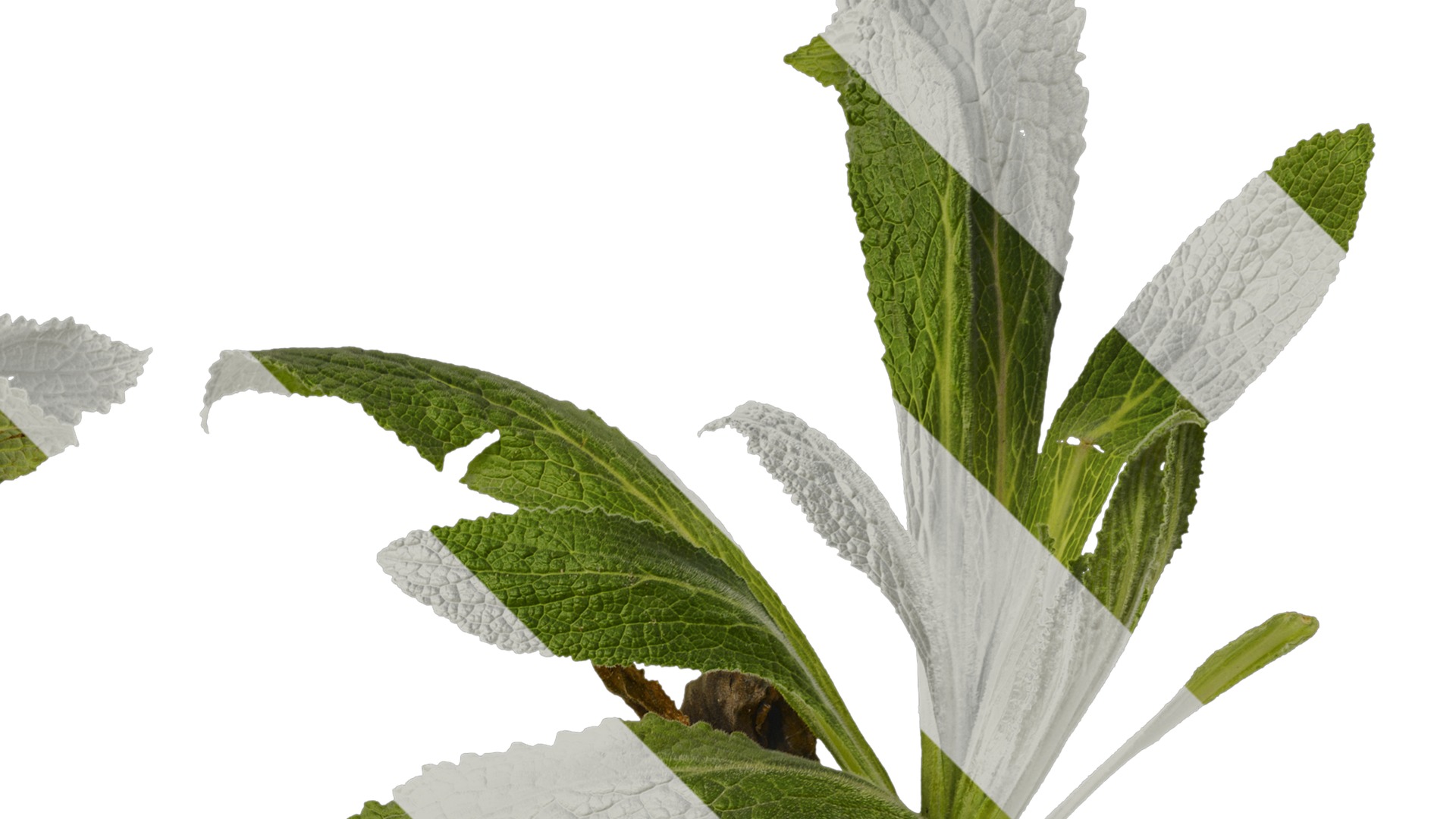 Anydrafts Symphytum officinale Atlas 02 Texture_2