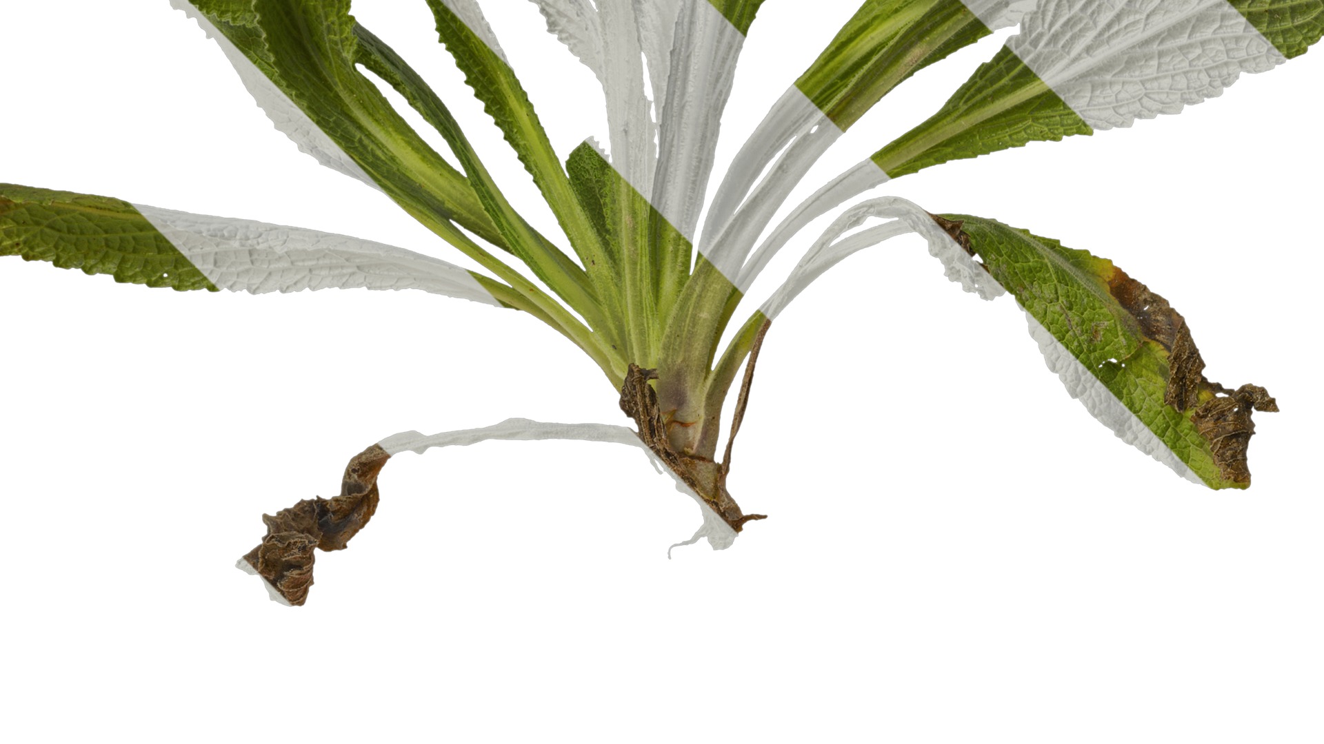 Anydrafts Symphytum officinale Atlas 02 Texture_3