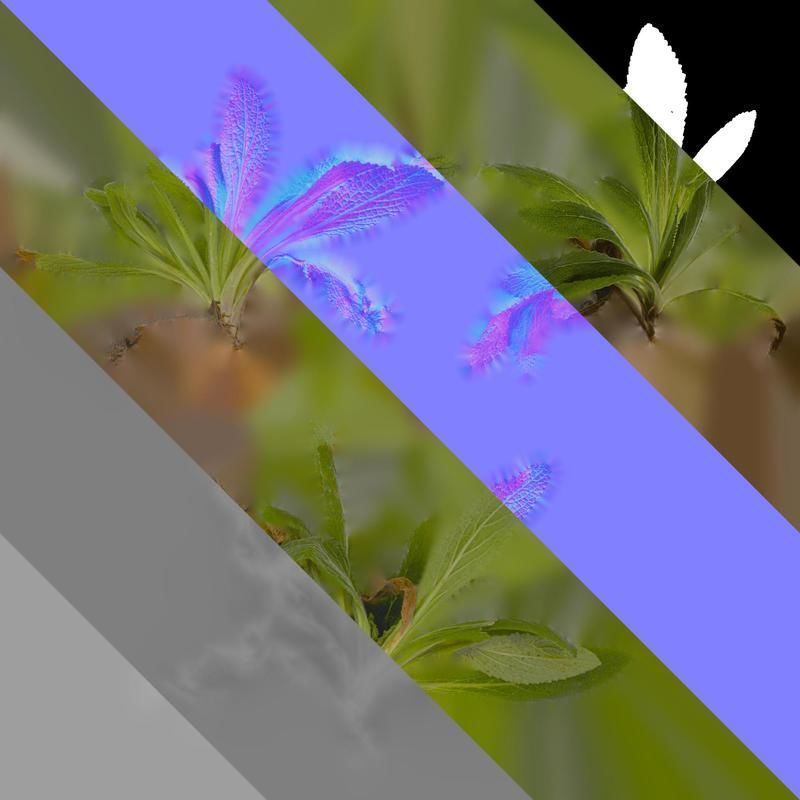 Anydrafts Symphytum officinale Atlas 02 Texture_8