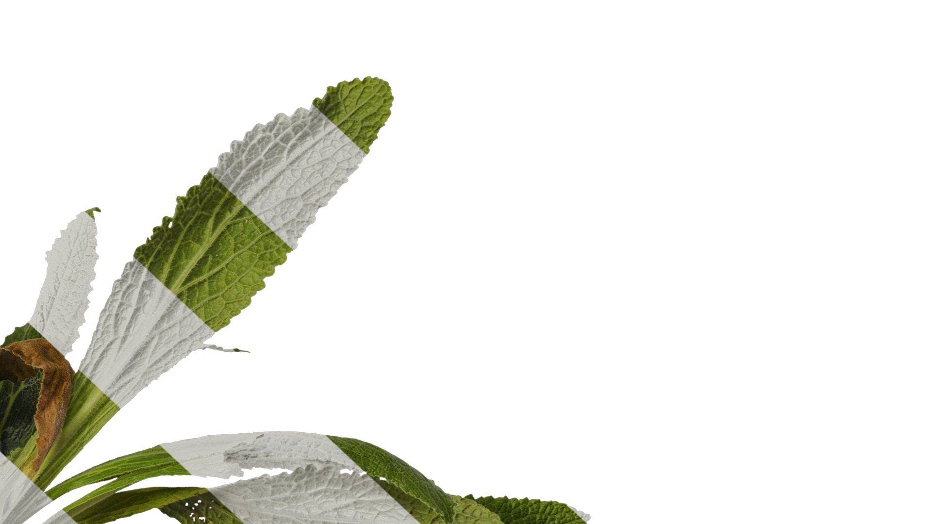 Anydrafts Symphytum officinale Atlas 02 Texture_6