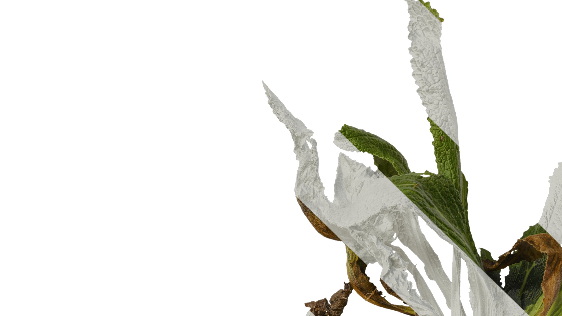 Anydrafts Symphytum officinale Atlas 02 Texture_5