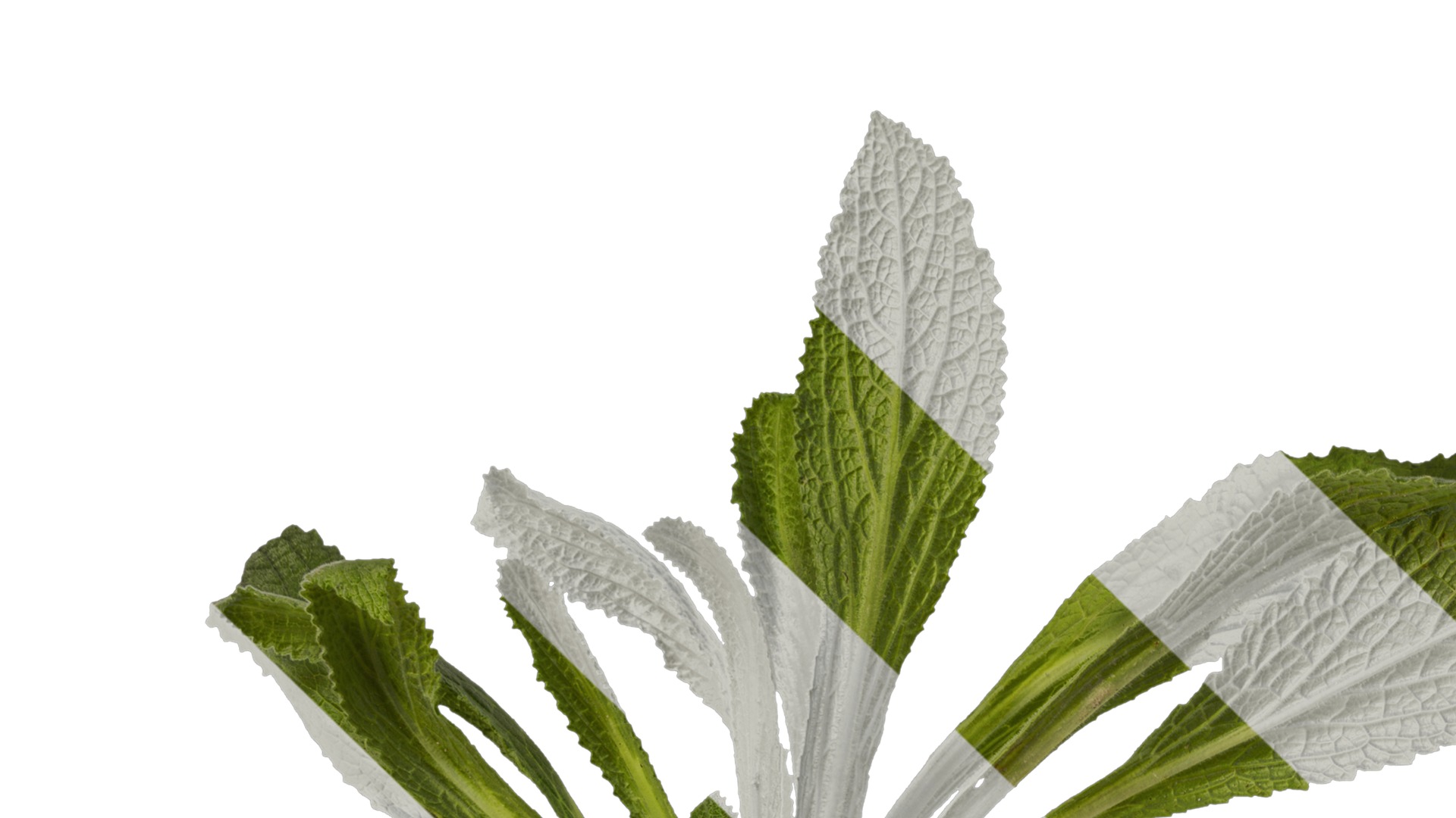 Anydrafts Symphytum officinale Atlas 02 Texture_1