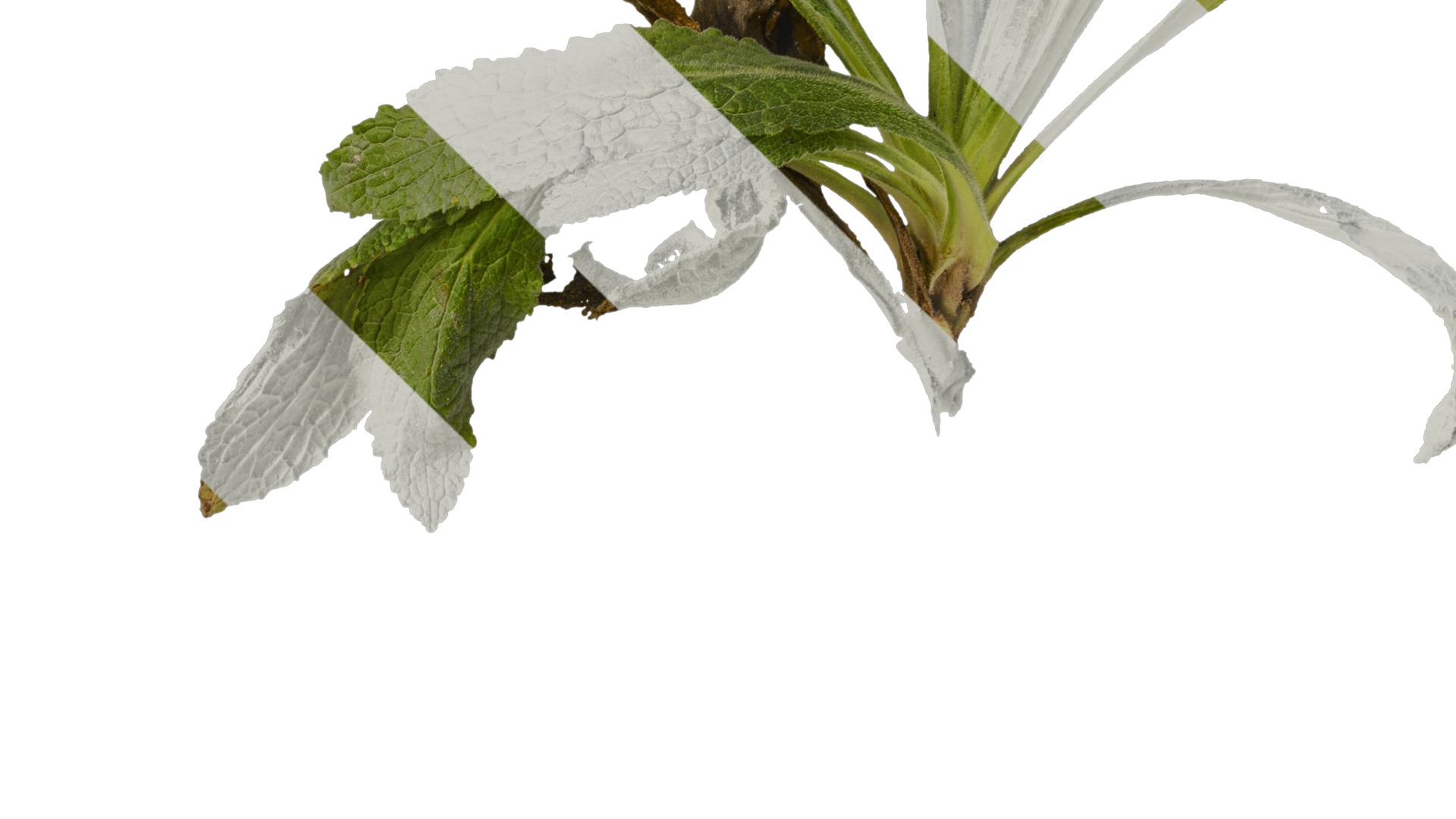 Anydrafts Symphytum officinale Atlas 02 Texture_4