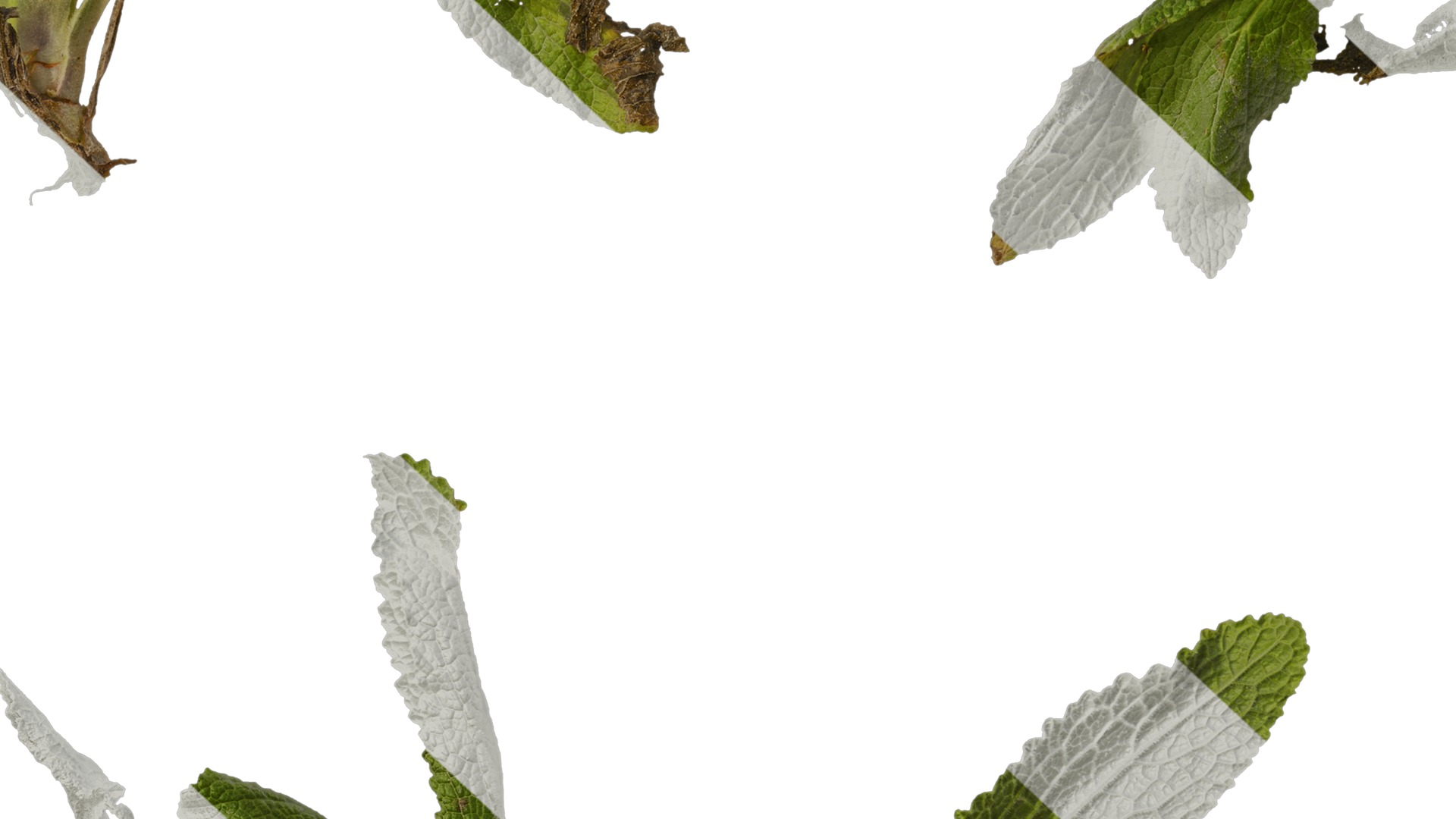 Anydrafts Symphytum officinale Atlas 02 Texture_7