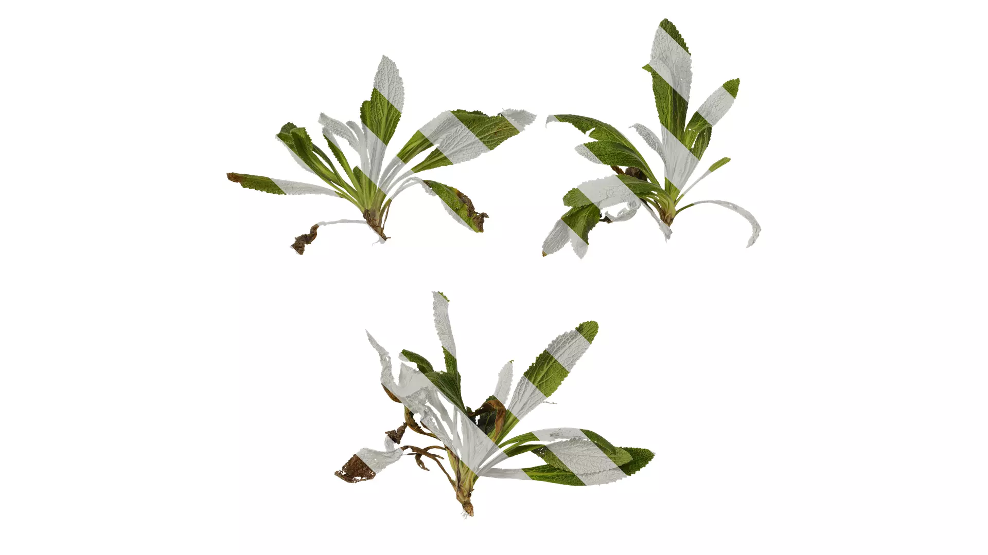 Anydrafts Symphytum officinale Atlas 02 Texture_0