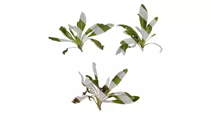 Anydrafts Symphytum officinale Atlas 02