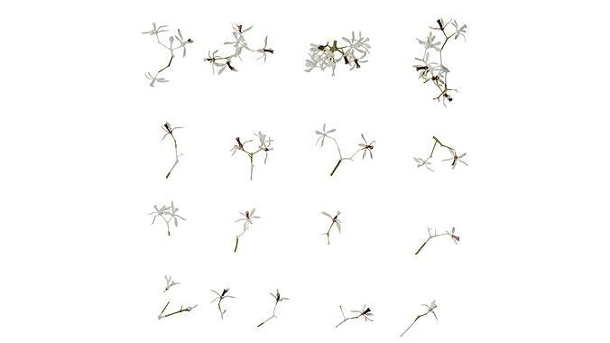 Anydrafts Melia azedarach Flower 05 Texture